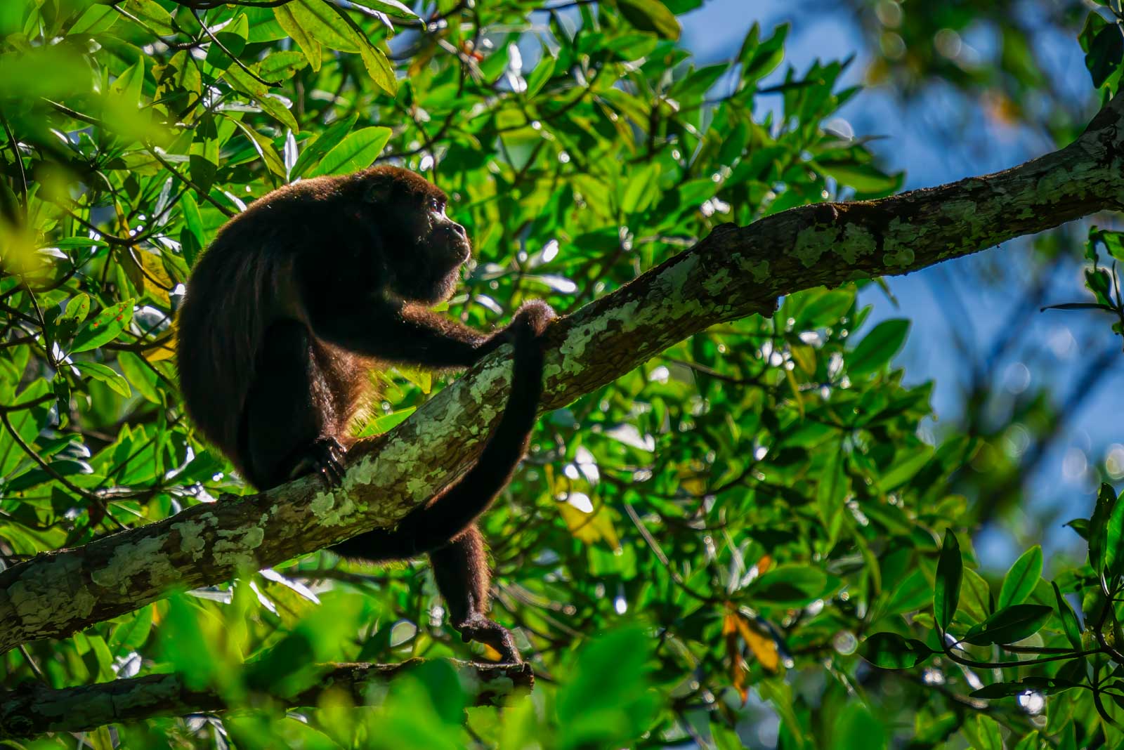 Senderismo en la selva en Costa Rica