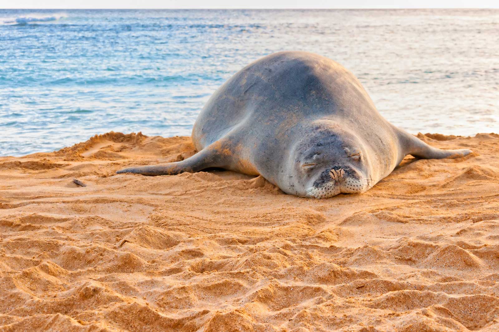 Datos divertidos sobre la foca monje de Hawai