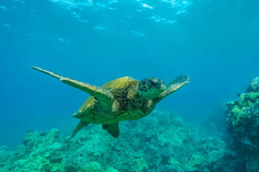 15 hechos divertidos fascinantes sobre Hawai que le encantará