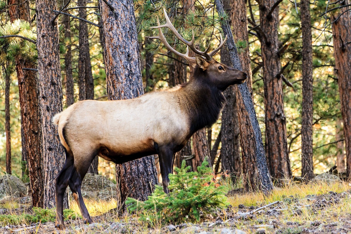 Bull Elk