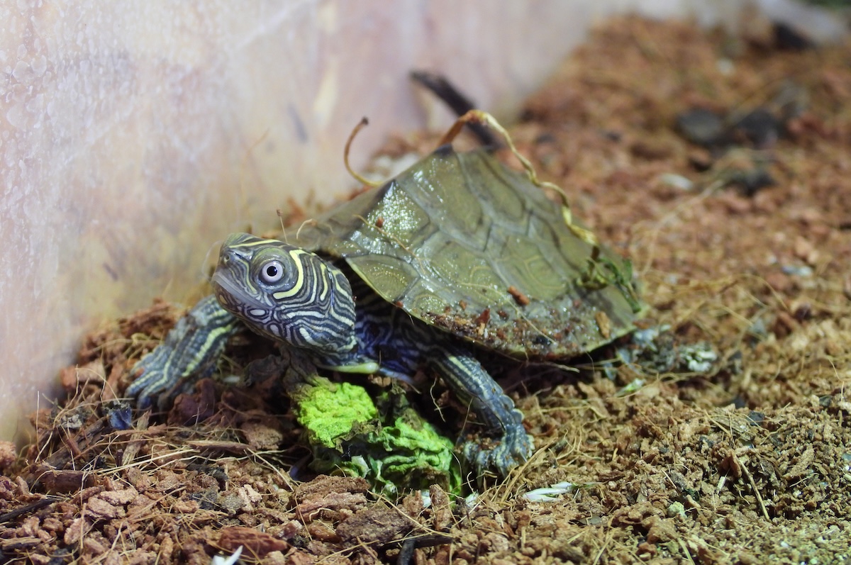 Zoológico de reptiles