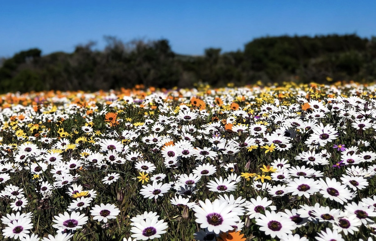 Namaqualand