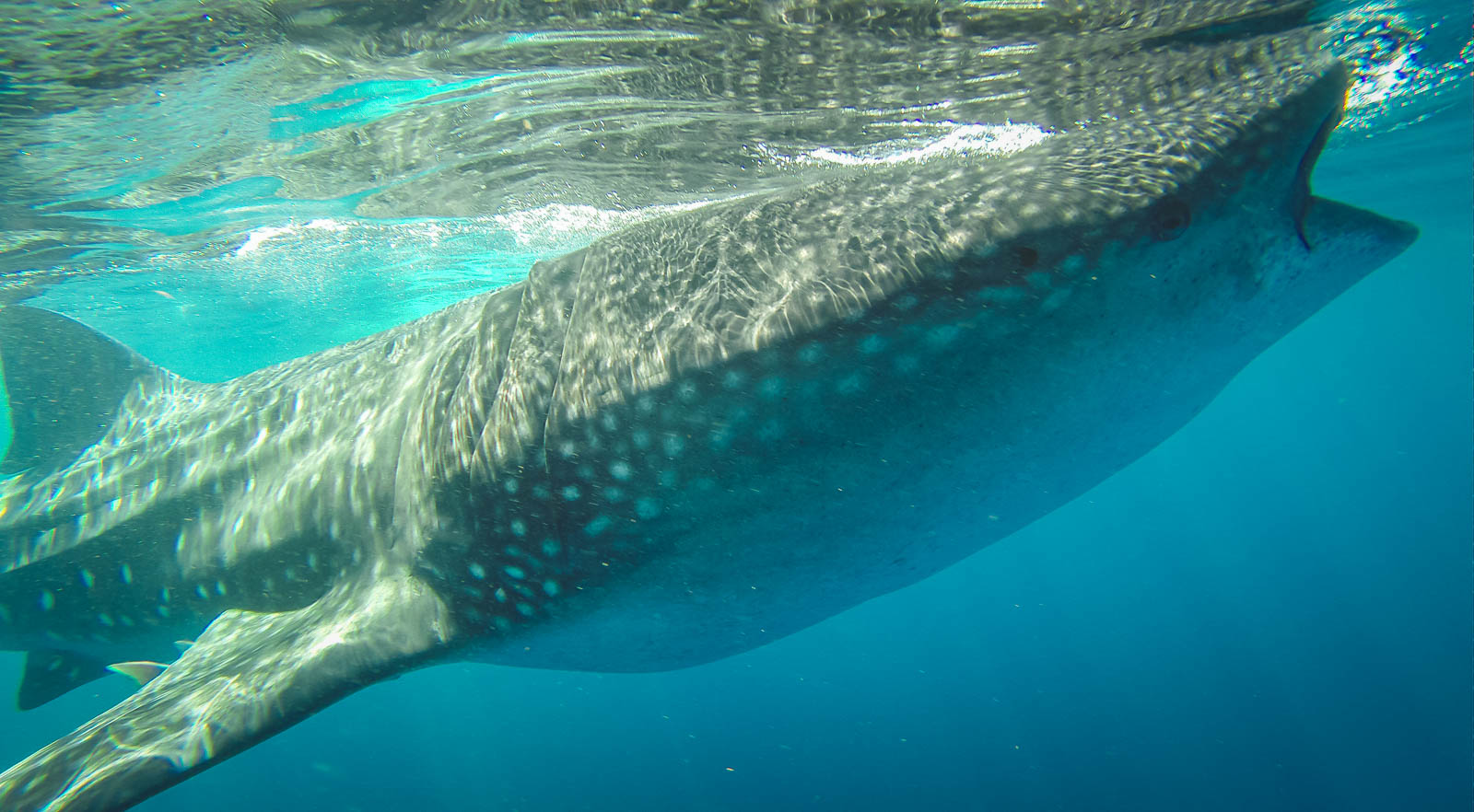 Cancún México Tiburones Ballena