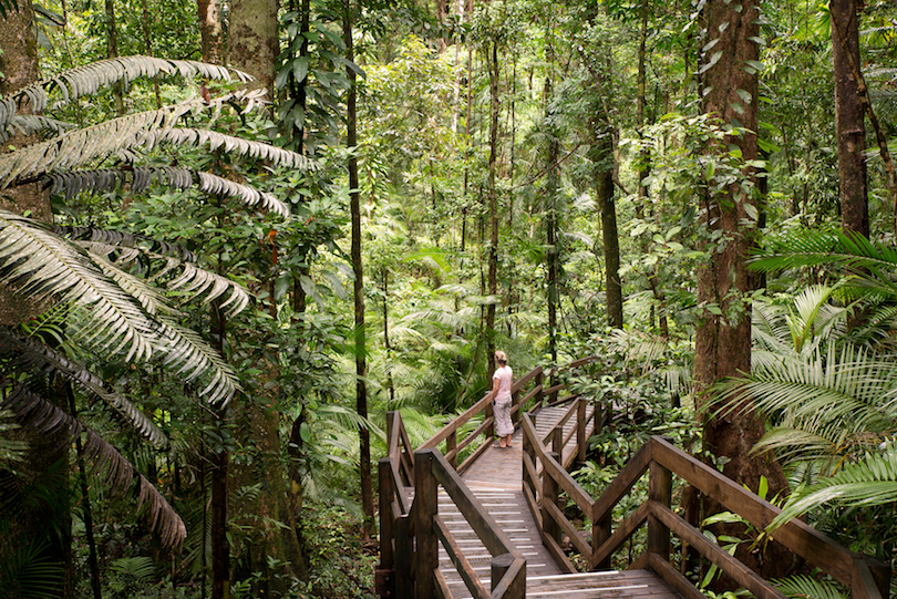 Parque Nacional de Daintree