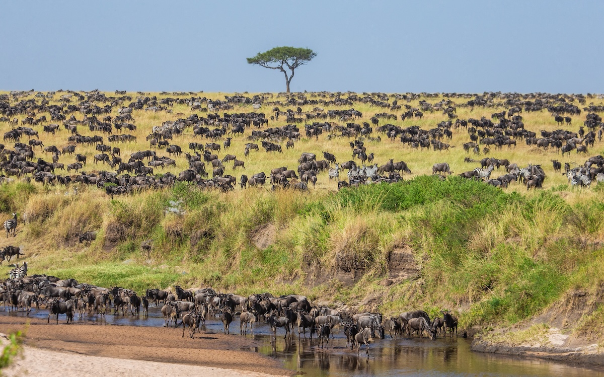 Maasai Mara