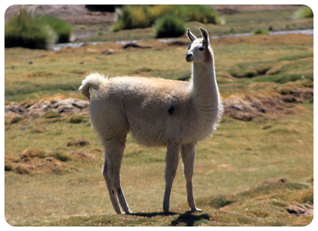 llama del desierto de atacama