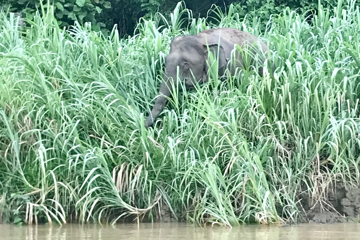 Elefante en el río Kinabatangan