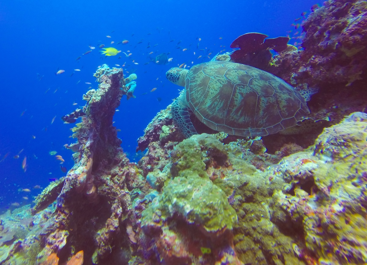 Isla de Sipidan