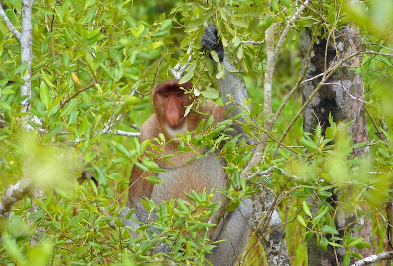 Parque Nacional de Bako