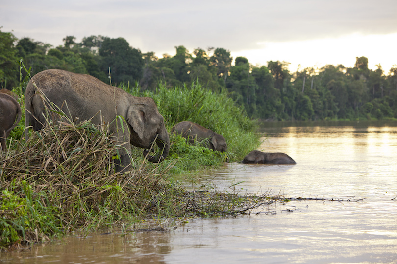 Río Kinabatangan