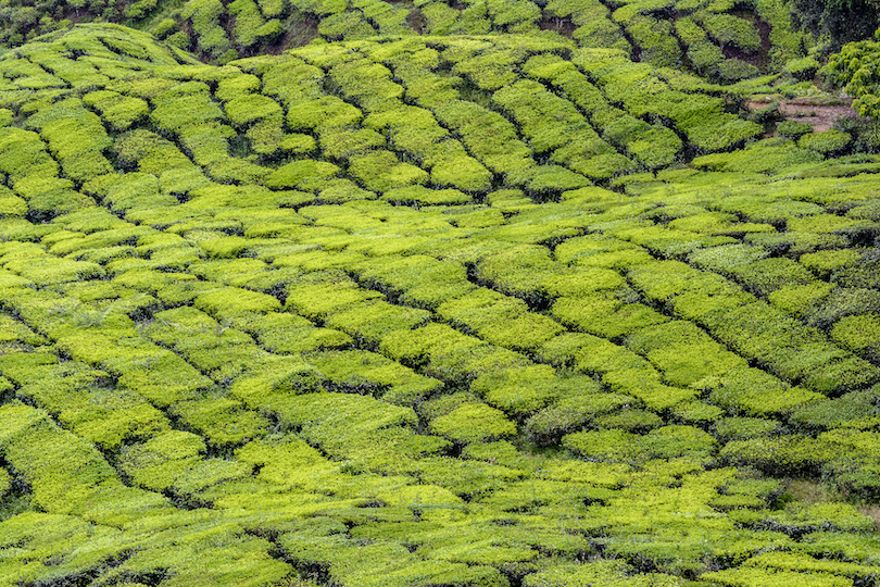 Cameron Highlands