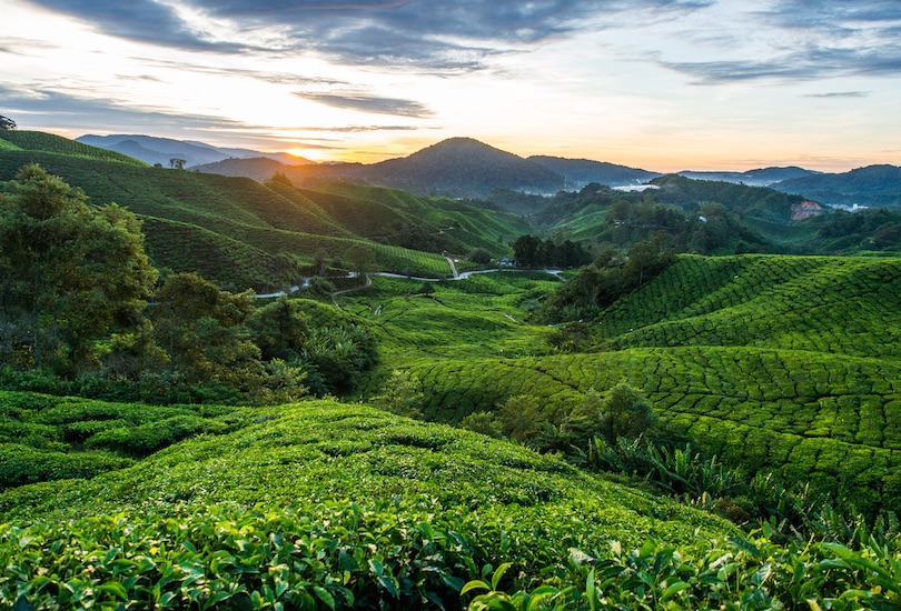 Plantaciones de té