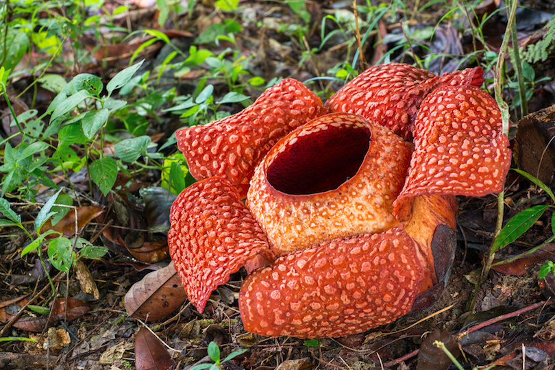 Parque Nacional Gunung Gading