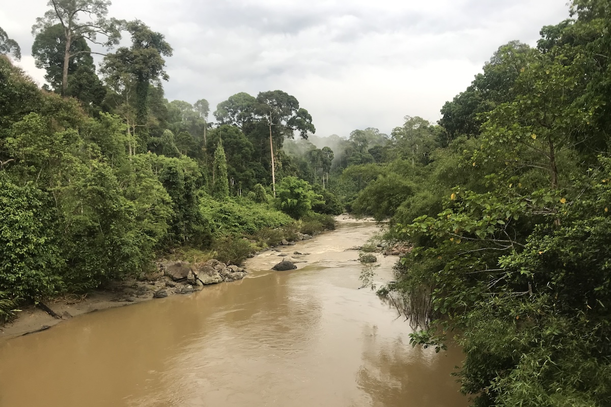 Selva tropical de Borneo