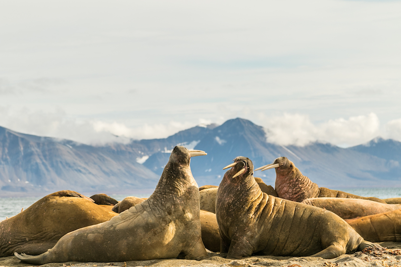 Parque Nacional de Forlandet