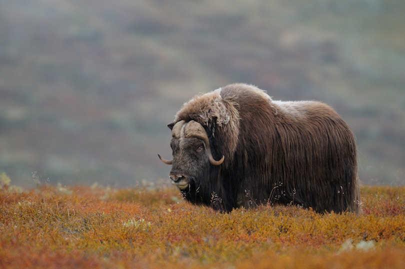 Parque nacional de Dovrefjell-Sunndalsfjella