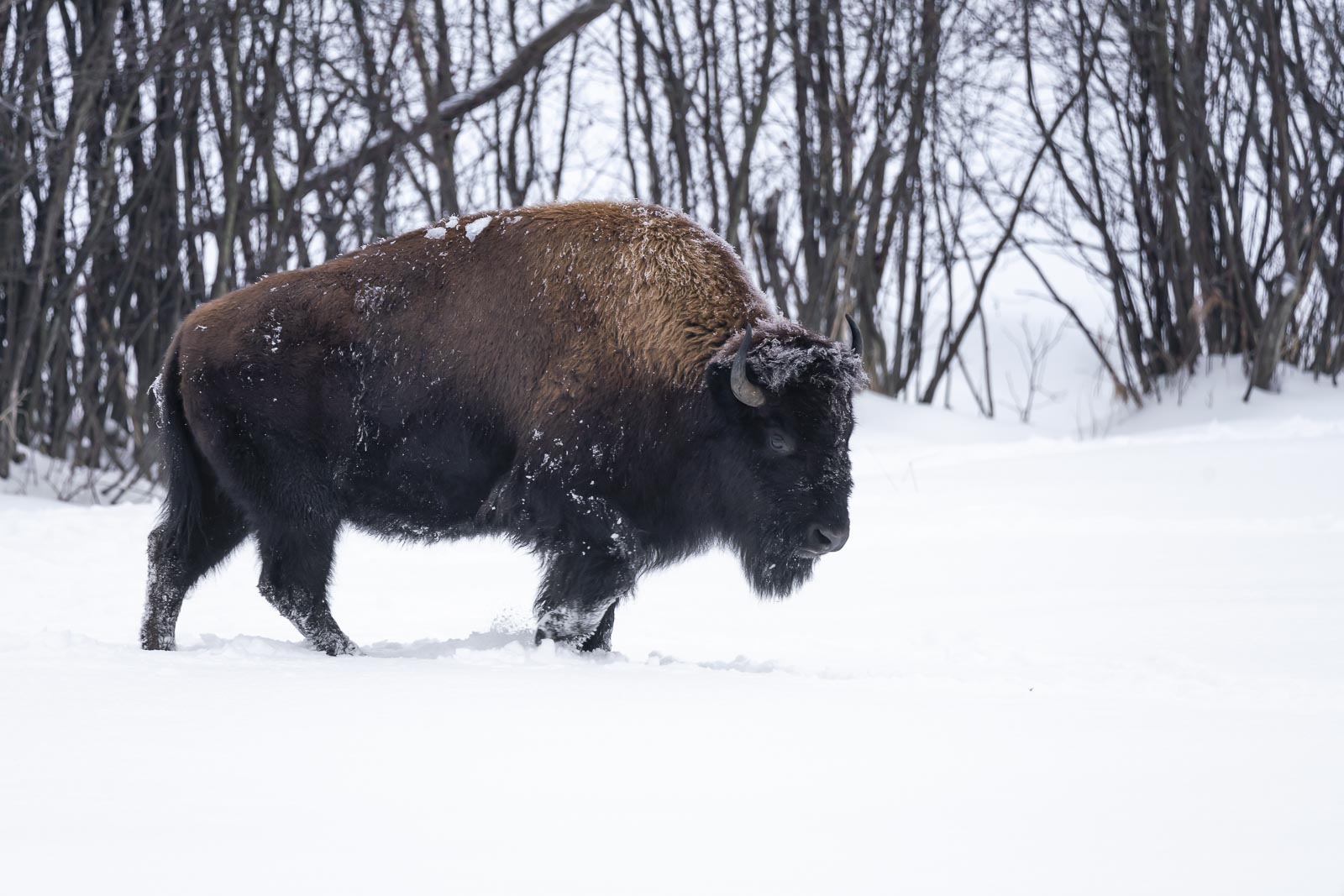 Las mejores vacaciones de invierno en el parque nacional de Yellowstone de EE.UU.