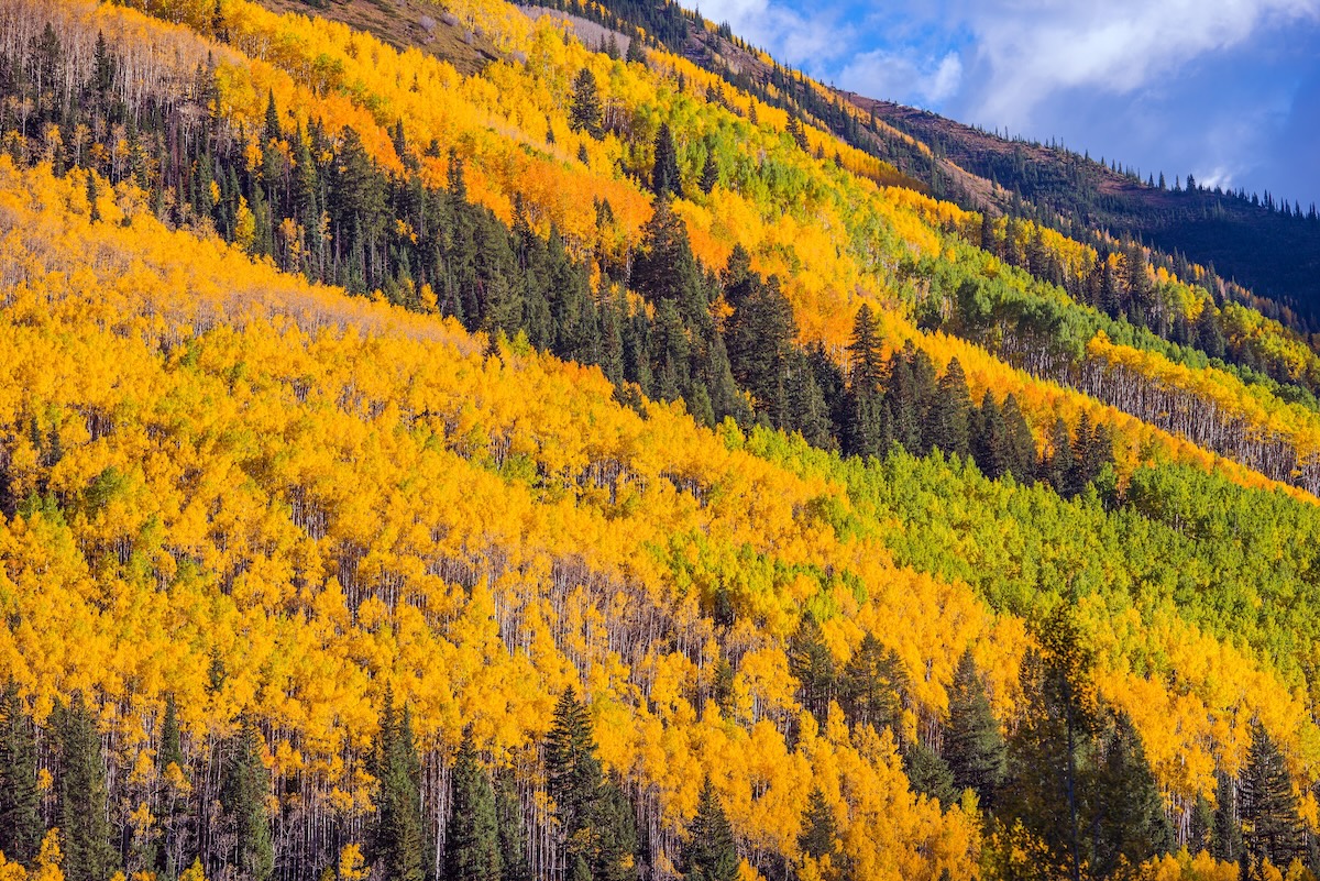 Follaje de otoño de Breckenridge 